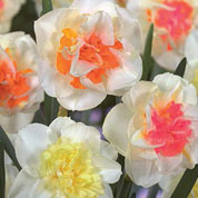 Daffodils, Double 'Macaron Bloss'